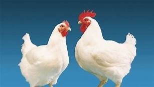 Quality Chickens